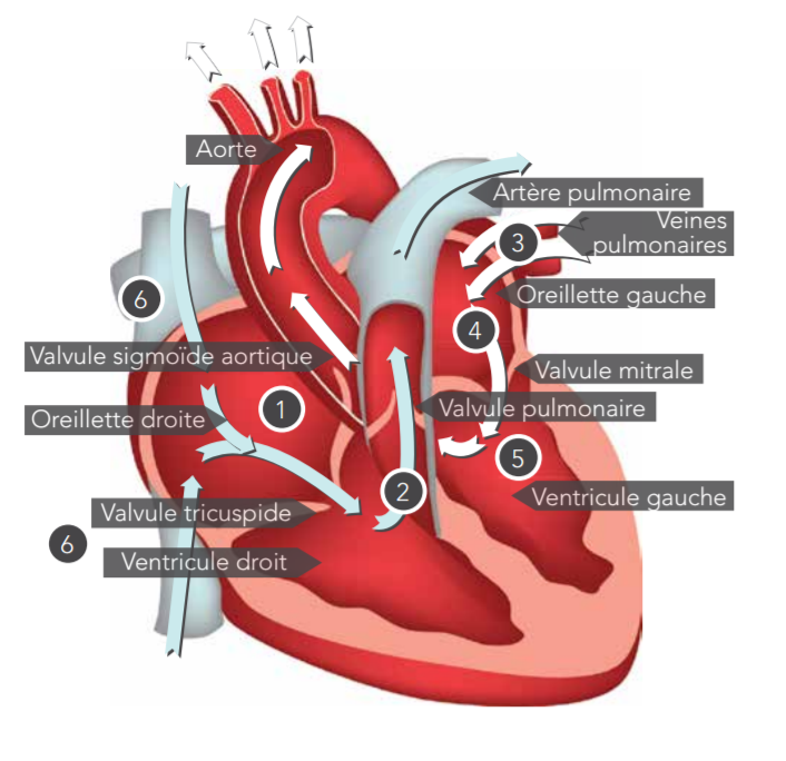 Valve cardiaque : définition, anatomie, rôle