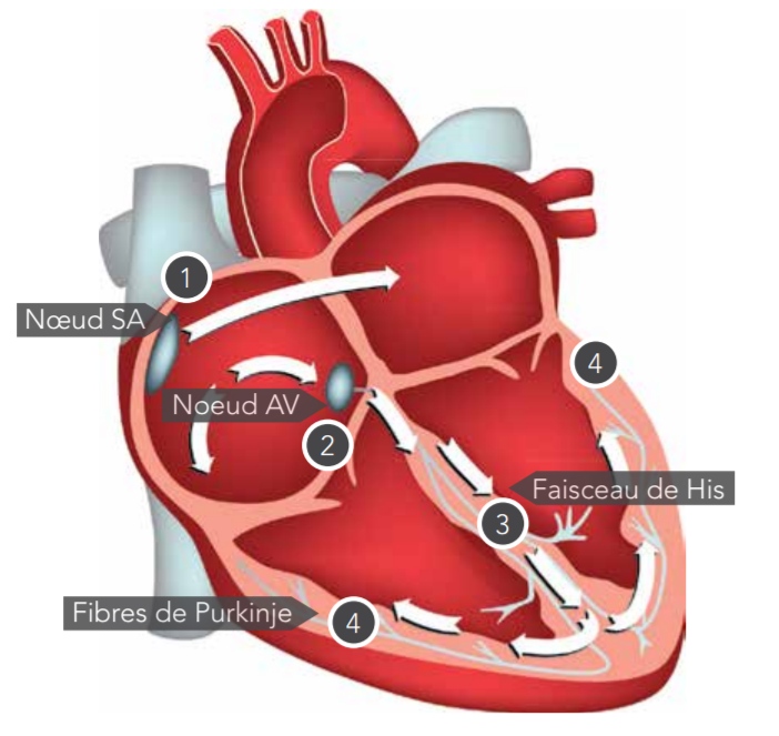 Cardiologie : Généralités sur le coeur, Rythme cardiaque, Structure  Anatomique